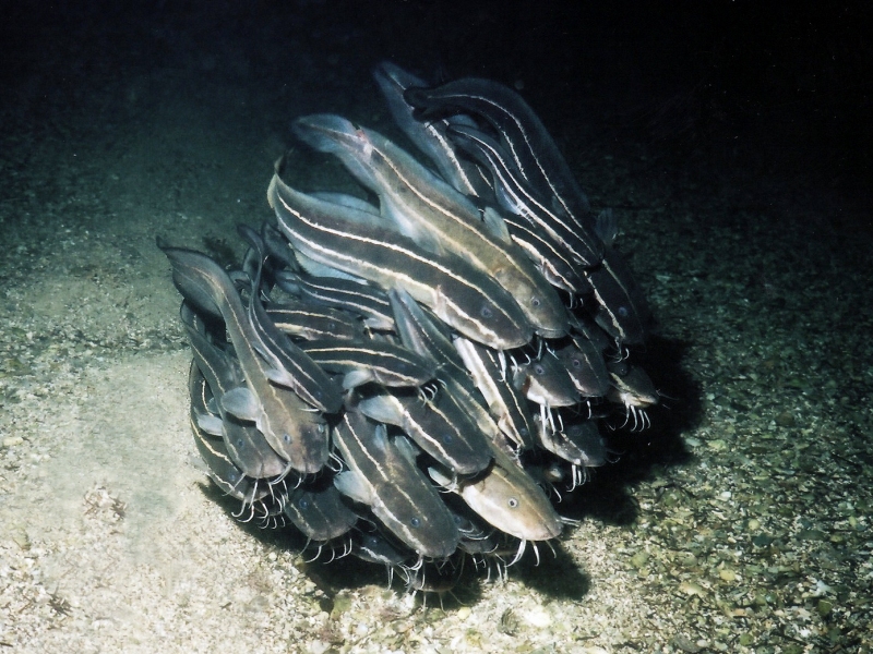 AQUATICHYK STRIPED CATFISH / Plotosus lineatus