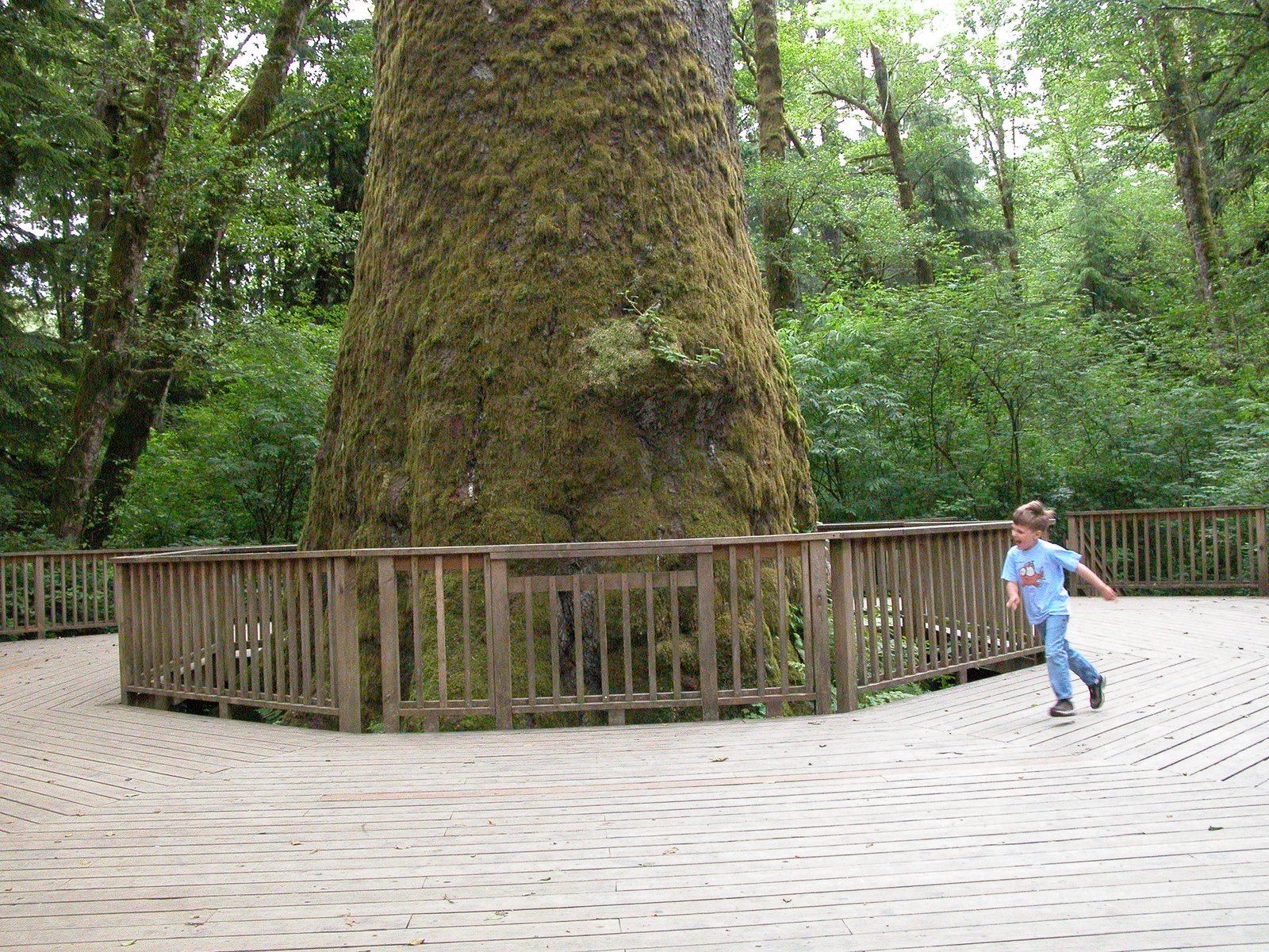 Places and Spaces: I am the Lorax. I speak for the trees.