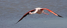 Greater Flamingo