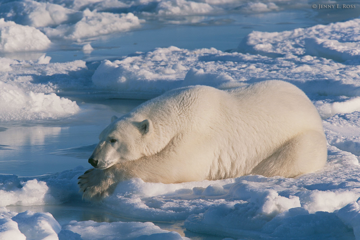 Polar Bears Interesting All Facts Wildlife Of World