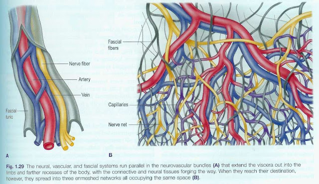 神経、動脈、血管、筋膜 のイメージ画像
