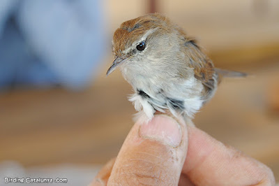 Rossinyol bord (Cettia cetti)