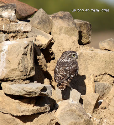 Mochuelo europeo - Athene noctua