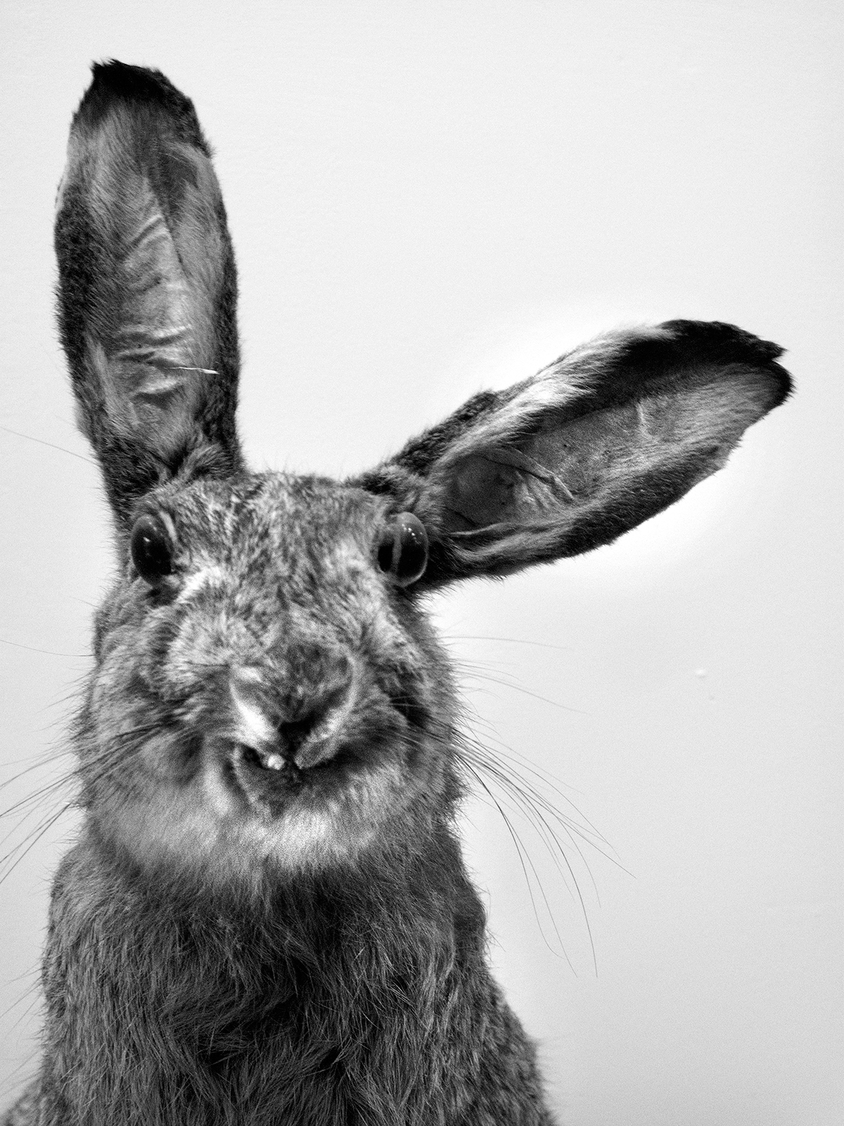 Кролики из австралии