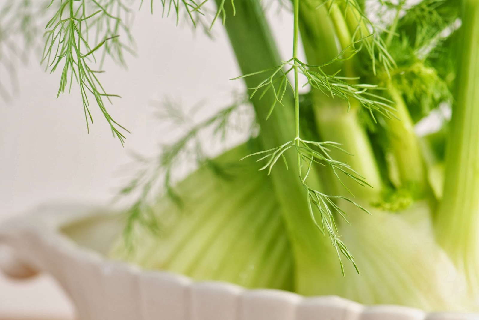 Gift of Nature "Amazing Health Benefits of Fennel Root"