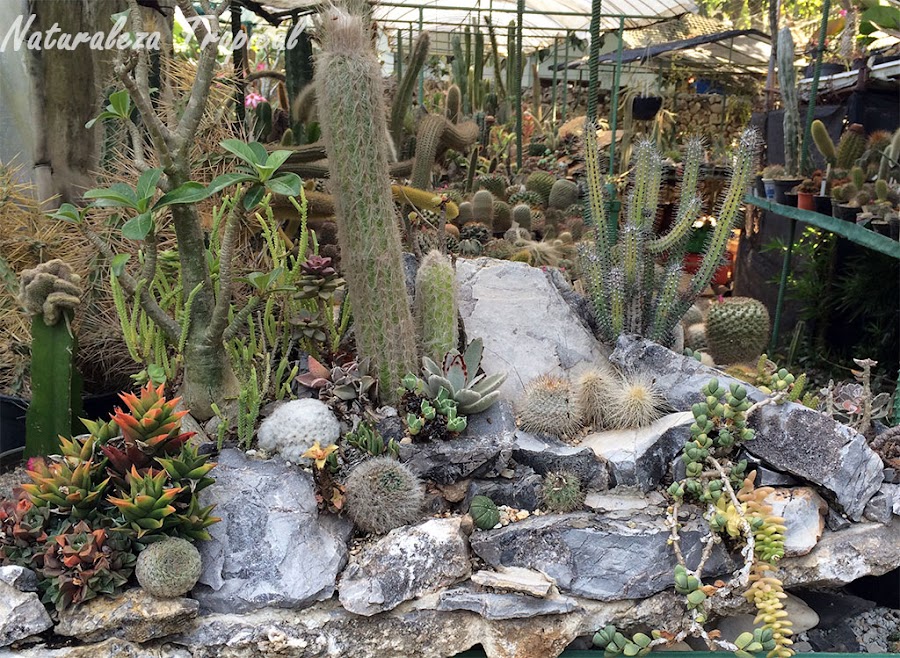 Otro ejemplo de un desierto decorativo