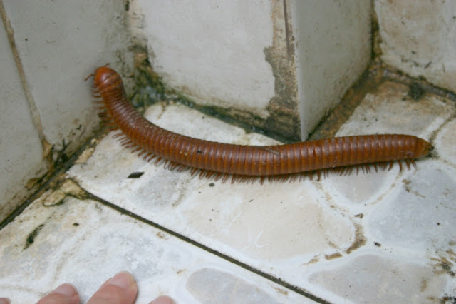 Sharing the shower with a large centipede!