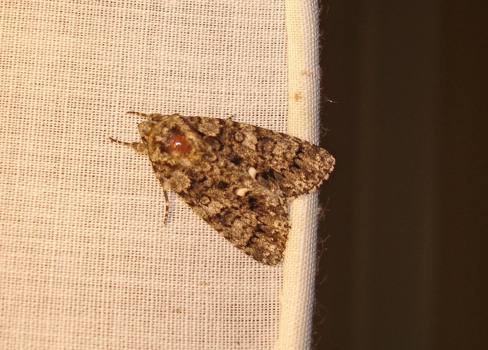 NonStop Birding MOTHS!!!???