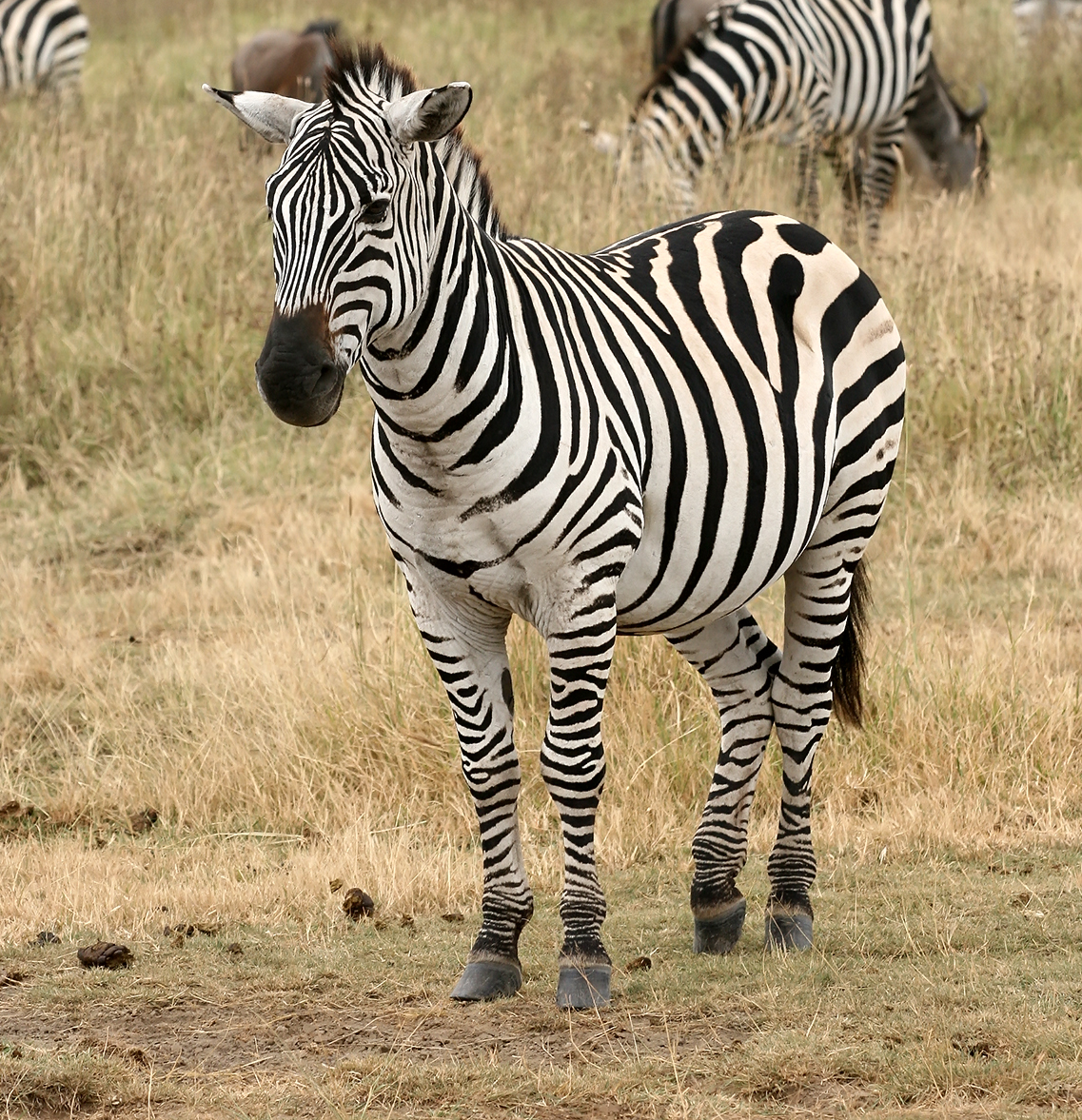 zebra-beautiful-animal-facts-photographs-wildlife-of-world
