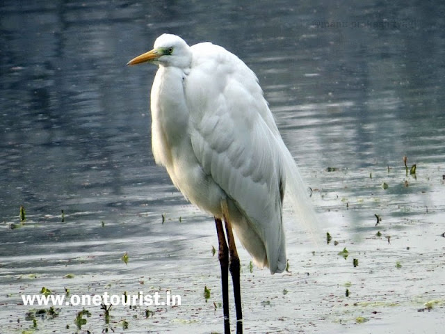 keoladeo  national park bharatpur birds image 