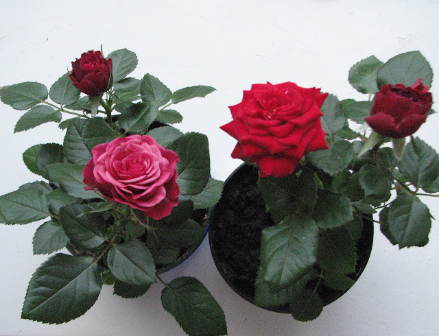 Комнатная роза - залог семейного счастья! Розы по гороскопу