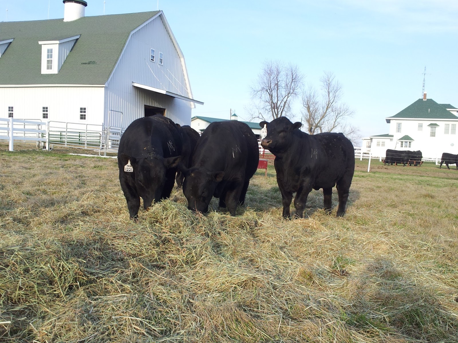 Meyer Cattle Company