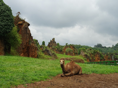 Camellos y Dromedarios Parque de la Naturaleza de Cabárceno, Santander