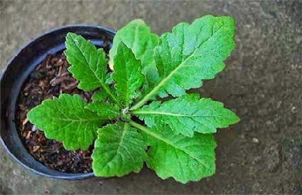 Tumbuhan ini merupakan tanaman tegak batang daun pendek dan segi lima Daun Dewa dan Manfaatnya Bagi Kesehatan
