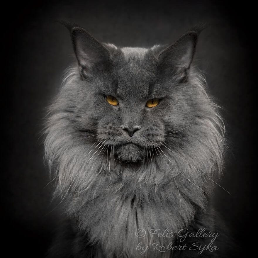 44 Breathtaking Pictures Show The Majestic Beauty Of Maine Coons