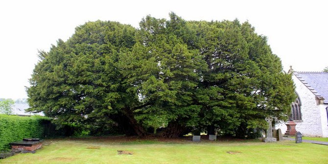 Pohon Paling Tua