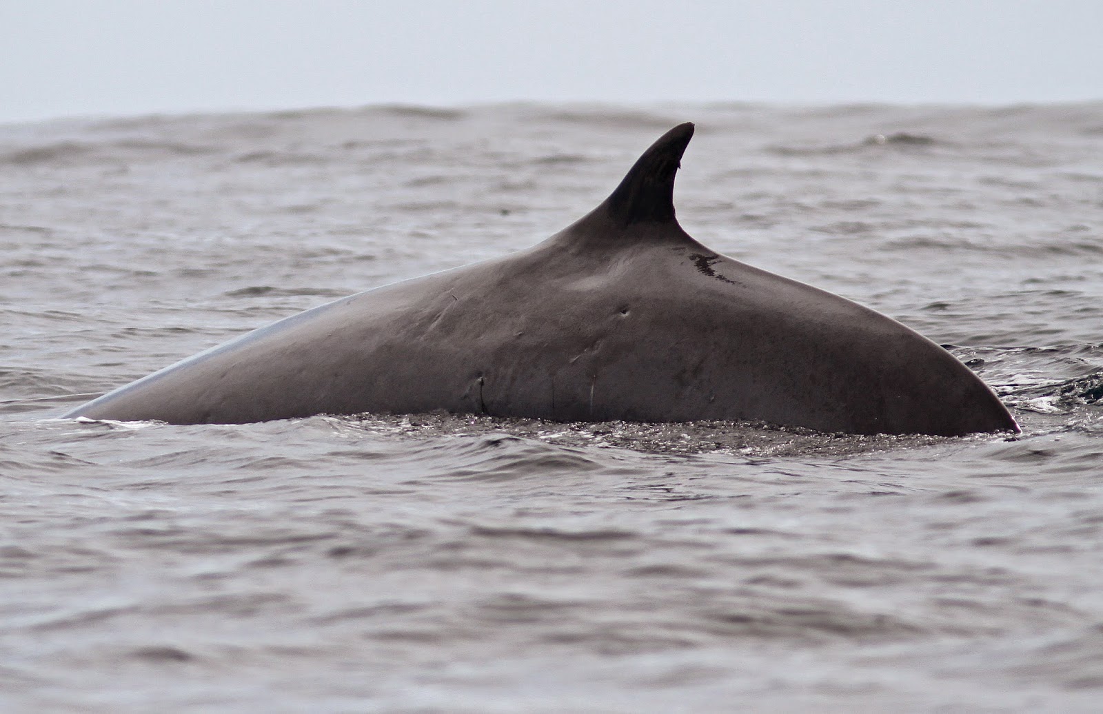 Non-Stop Birding: Fin Whales
