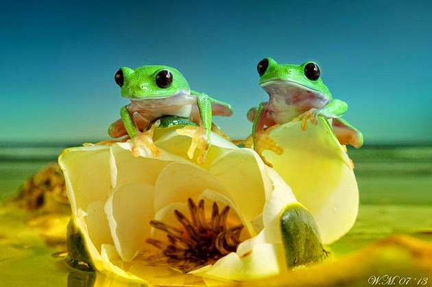 Wil Mijer frog photography-5
