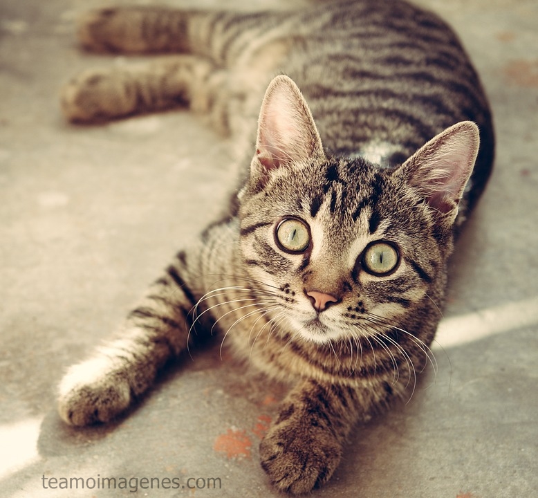 Las mejores imagenes de gatitos tiernos y bellas frases de amor, teamoimagenes.com