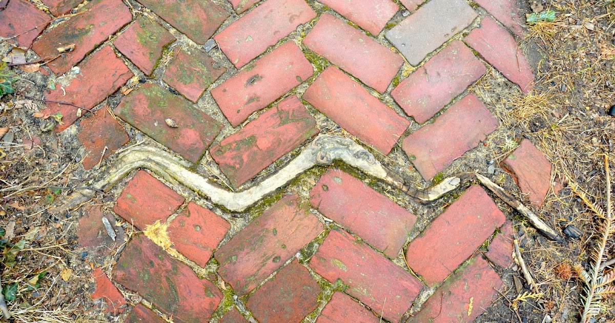 Urban Wildlife Guide Herringbone Root