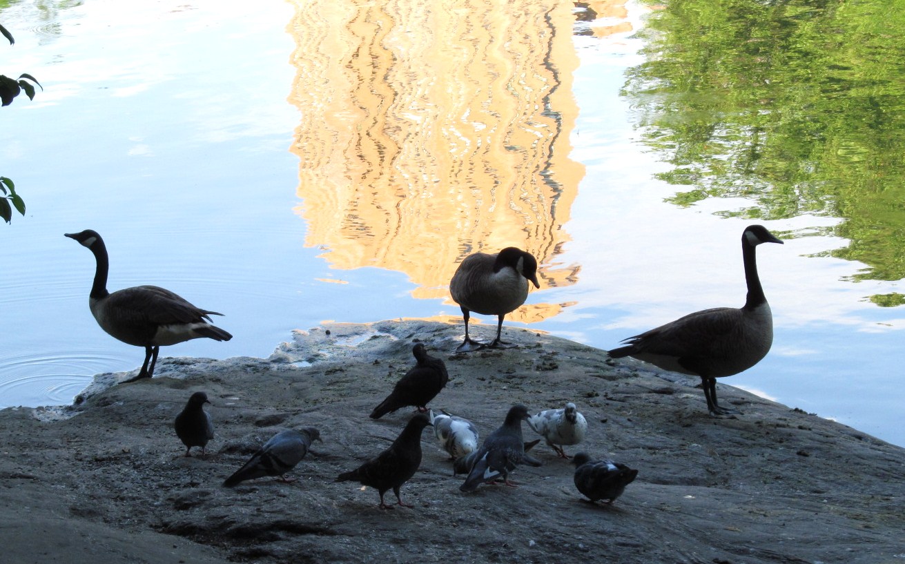 Tales, Tails and Feathers of New York PCA The Wisdom of Elder Geese