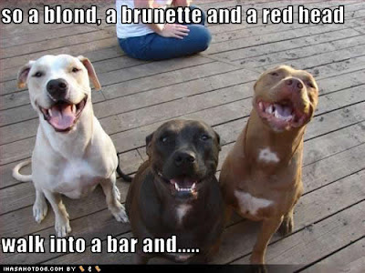 http://3.bp.blogspot.com/-U0WpRglF2lg/TraTgGXLUOI/AAAAAAAAAU0/DD-AroKePlI/s400/funny-dog-pictures-walk-bar.jpg