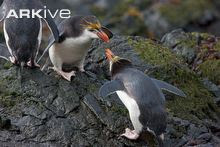  spesies pinguin yang masih eksis ketika ini 17 Jenis Penguin yang Ada di Dunia ini