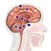 Brain Tumor- Symptoms of a brain tumor in adults