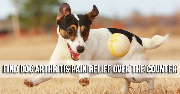 is it ok to give your dog aspirin for pain