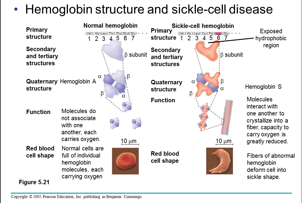 hemoglobina scazuta provoaca varicoza