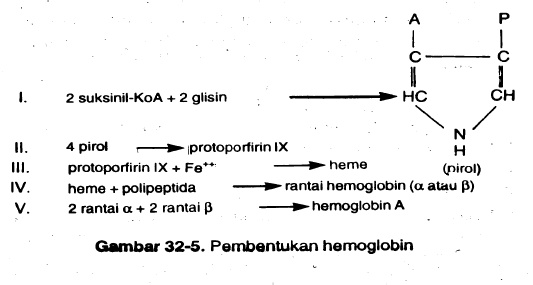 Pembentukan hemoglobin