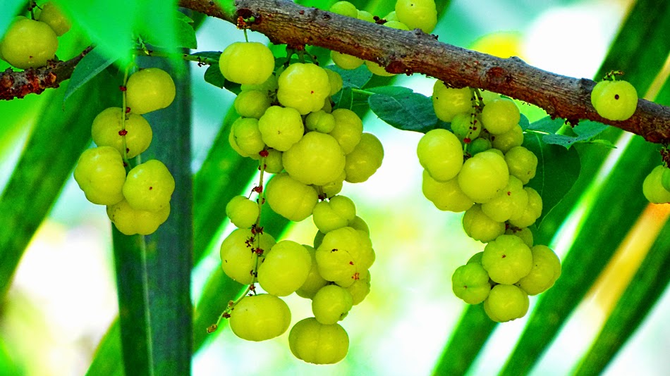Cheap and Best ayurvedic medicine for blurry eyes and too much eyes blinking problem - Turn Spiritual, Turnspiritual.in Cheap and Best ayurvedic medicine for blurry eyes and too much eyes blinking problem - Turn Spiritual, Turnspiritual.in
