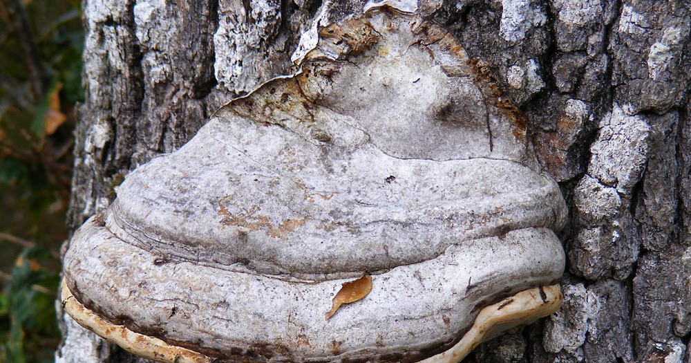 Loire Valley Nature Bracket Fungi Polyporaceae