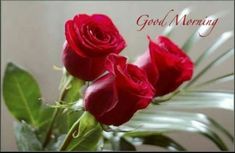 good morning romantic rose