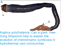 http://sciencythoughts.blogspot.co.uk/2017/05/kuphus-polythalamia-can-giant-free.html