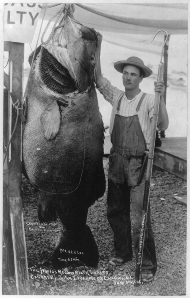 Big Catches of the Past  Fascinating Photos of Fishermen and Their Trophies - 32