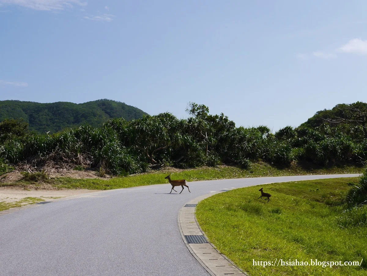 沖繩-慶良間鹿-Okinawa-kerama-deer
