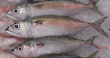 Alumahan - Philippine fish