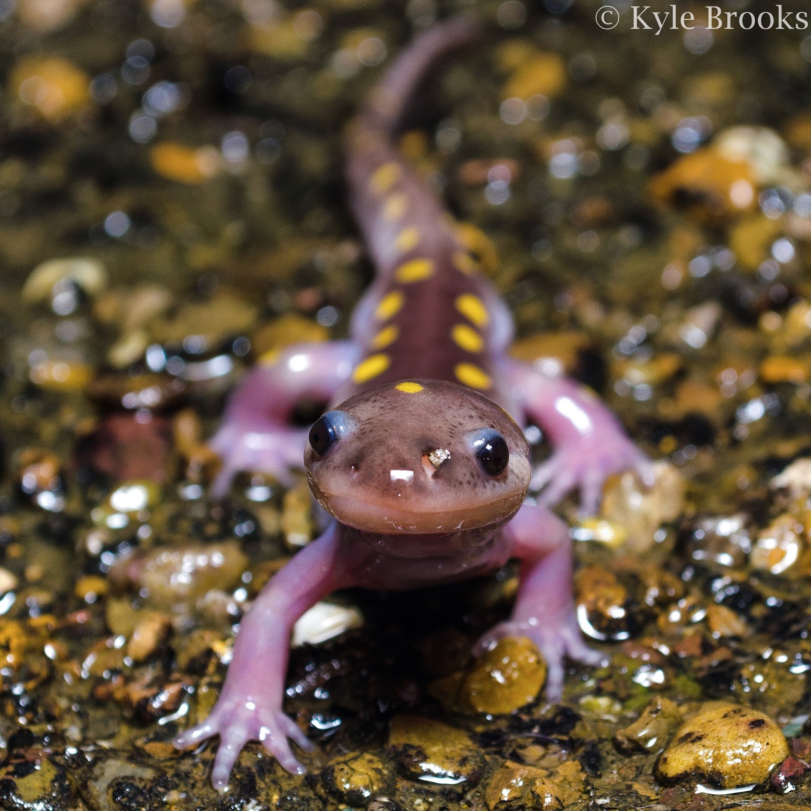 On the Subject of Nature February 2018