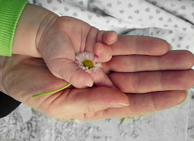 Kinderhand mit Gänseblümchen