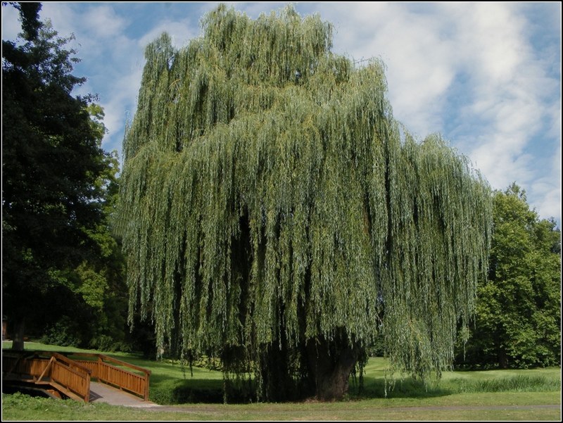 Wiersze lekkim piórem pisane Wierzba