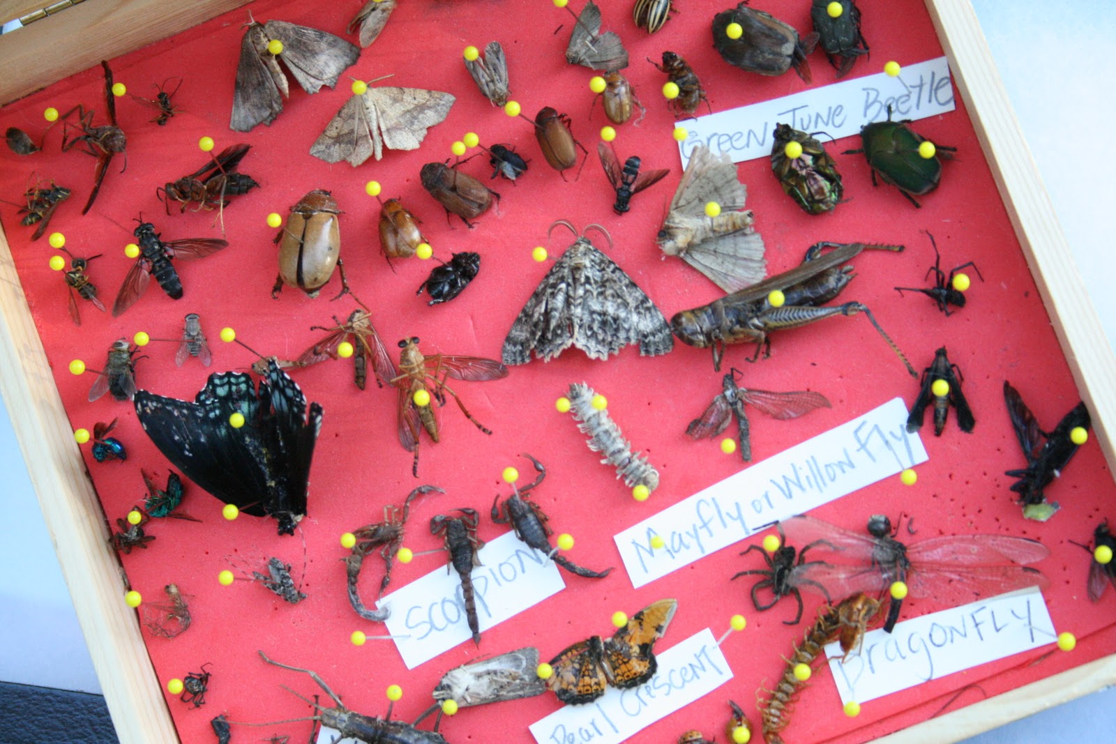Bug Collection | Holding the World in a Paper Cup