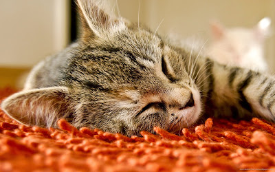 Sleeping cat wallpaper