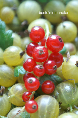 Doğayı Keşfederken: Hanimeli / Lonicera periclymenum