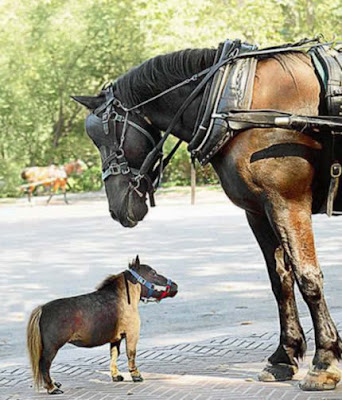 أصغر حصان في العالم