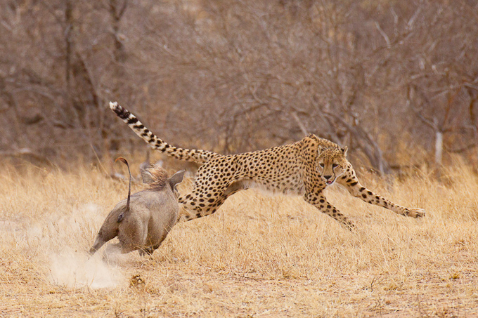 Wild4 African Photographic Safaris: SEPTEMBER 2011 - Best of Kruger ...