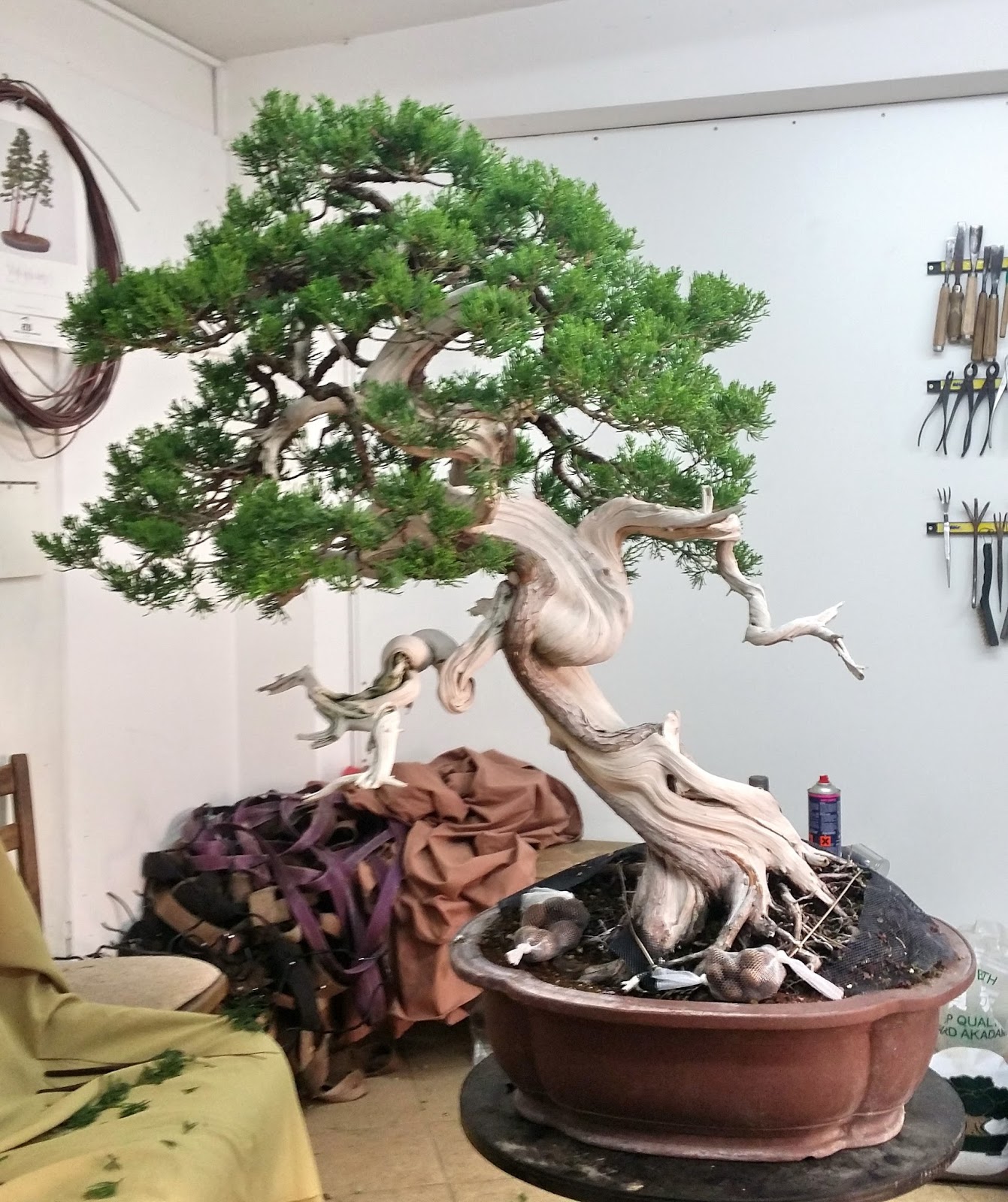 Bonsai Koryuu Kai Cleaning works at Isabelia bonsai centrum