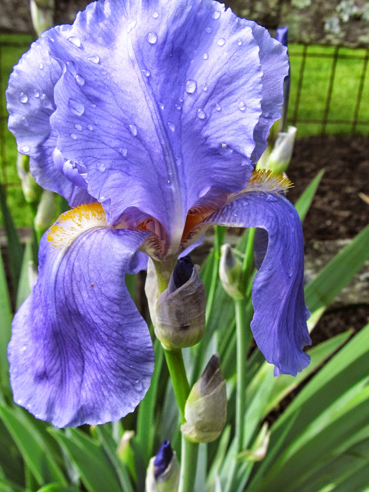 The Blue Iris Old Fashioned Blue Iris