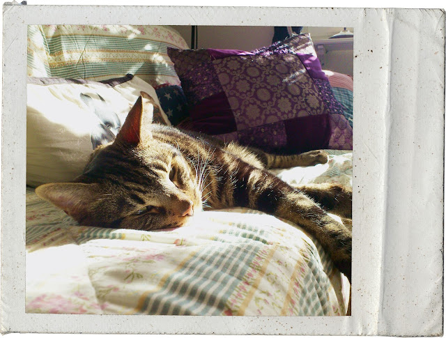 Prince Charming, sleepy, sleeping in the sun, i love my cat