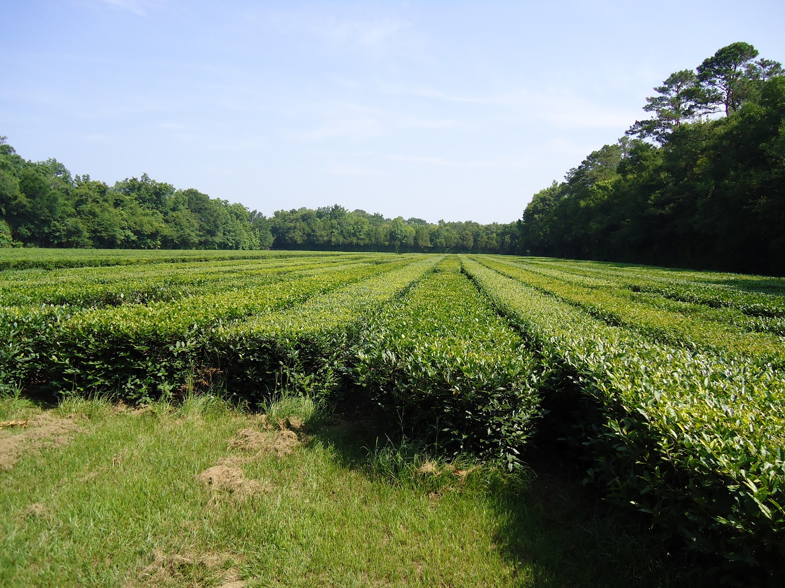 Smooth & Savvy Travels The Charleston Tea Plantation